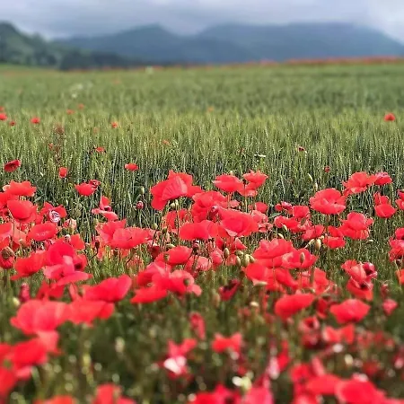 Minata * Liptovský Mikuláš